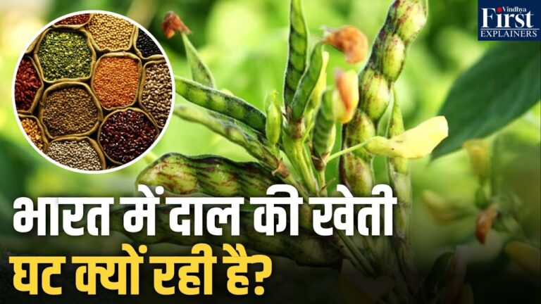 भारत में दाल संकट: क्यों घट रही है पैदावार और बढ़ रही कीमतें?
