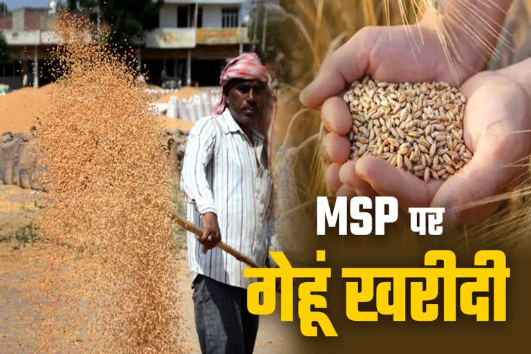 बारदाना संकट: सतना और मैहर में MSP पर गेहूं खरीदी प्रभावित, किसान परेशान