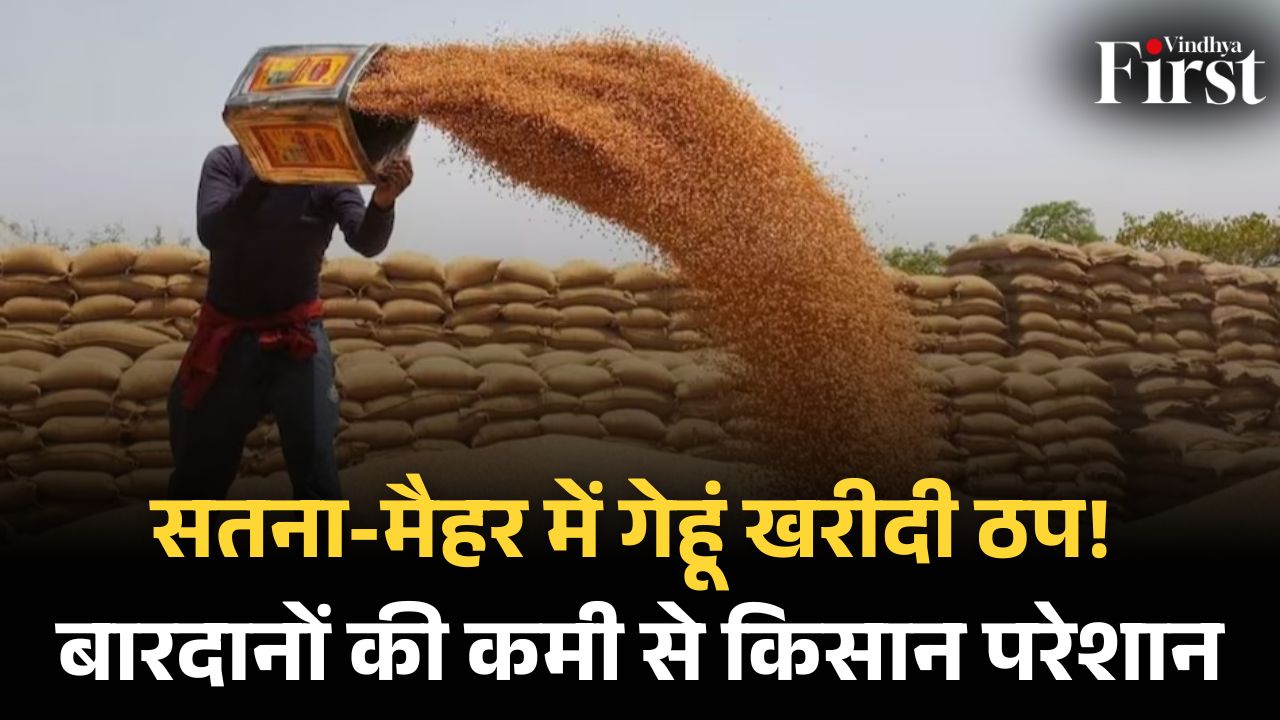 बारदाना संकट: सतना और मैहर में MSP पर गेहूं खरीदी प्रभावित, किसान परेशान