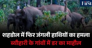 शहडोल: ब्यौहारी में जंगली हाथियों का हमला, तीन की मौत, ग्रामीणों में दहशत