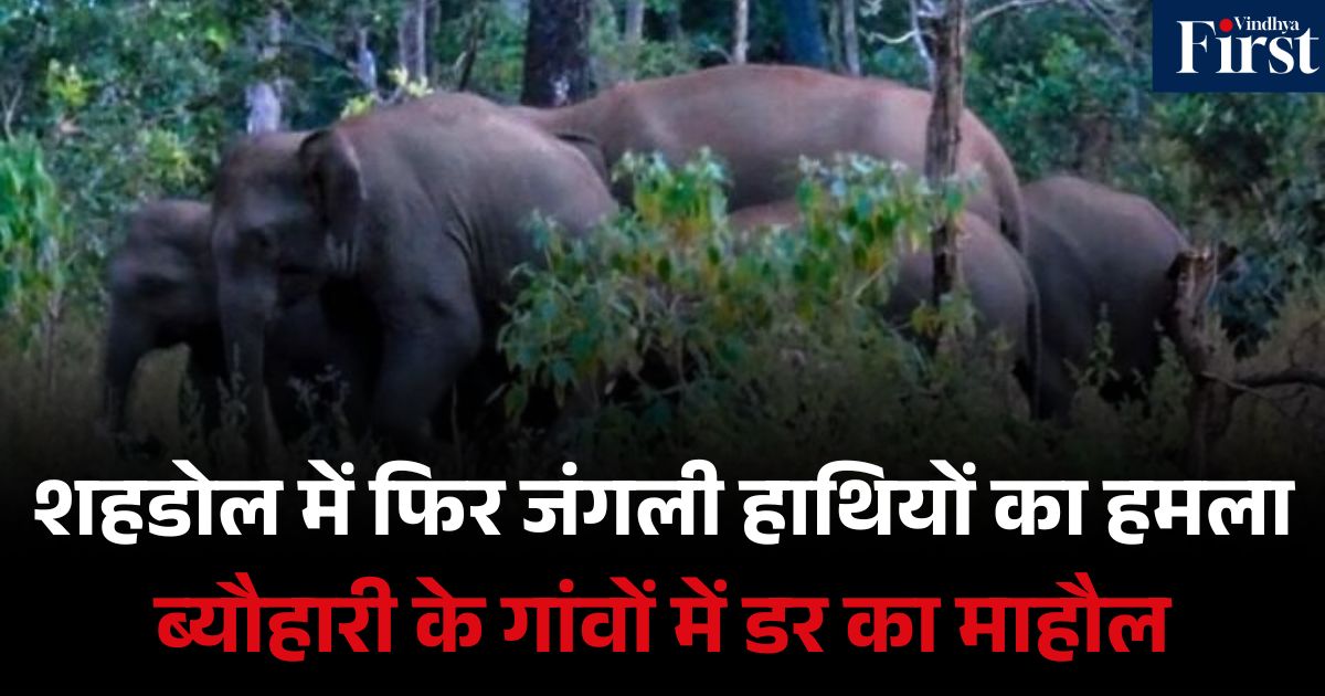 शहडोल: ब्यौहारी में जंगली हाथियों का हमला, तीन की मौत, ग्रामीणों में दहशत