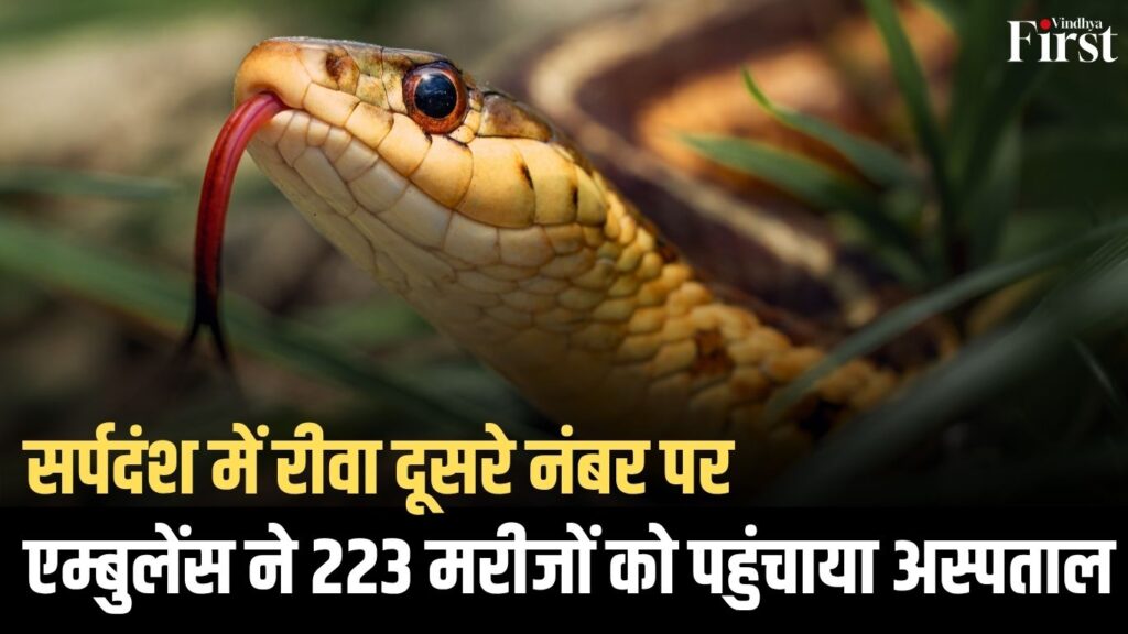 Rewa News: सर्पदंश के मामले में रीवा प्रदेश में दूसरे स्थान पर