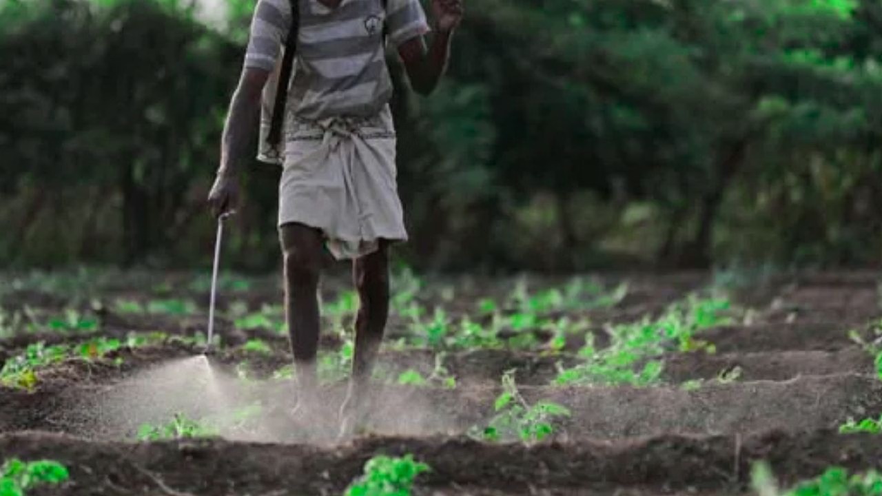 खेती-किसानी से जुड़ी किडनी बीमारी: रसायन, डिहाइड्रेशन और भारी धातुओं से बढ़ रहा खतरा
