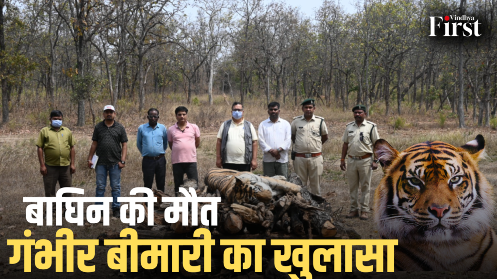 बीमार बाघिन की मौत! रेस्क्यू भी नहीं बचा सका जान