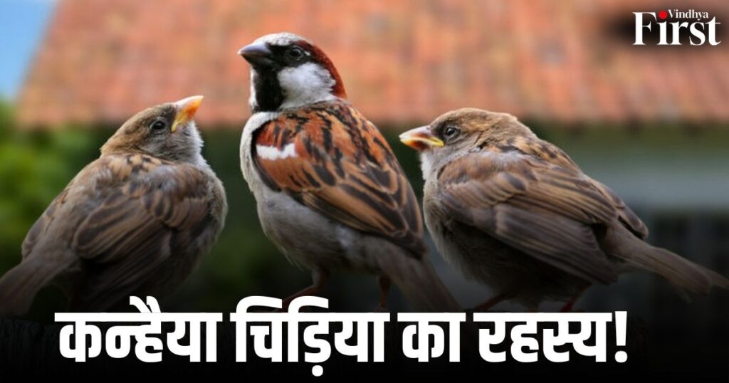 कुसमी क्षेत्र में दिखी दुर्लभ “कन्हैया चिड़िया” बनी चर्चा का विषय।. स्कूल परिसर में मिले घोंसले के बाद वन विभाग ने शुरू की जांच। आखिर क्या है इस अनोखी चिड़िया का रहस्य?