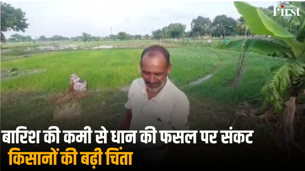 रीवा: बारिश की कमी से धान की फसल पर संकट, किसानों की बढ़ी चिंता