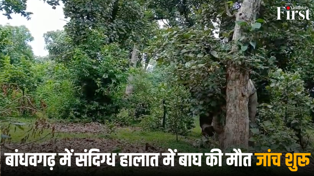 उमरिया: बांधवगढ़ में संदिग्ध हालात में बाघ की मौत, जांच शुरू