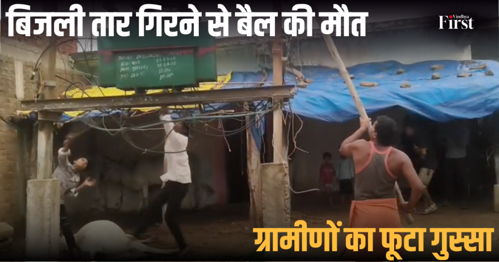 शहडोल: बिजली तार गिरने से बैल की मौत, ग्रामीणों का फूटा गुस्सा